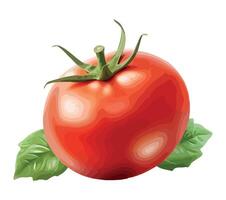 Tomato with leaves on a white background vector