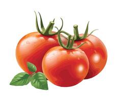 Tomatoes with leaves on a white background vector