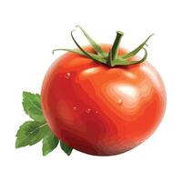 Tomato with leaves on white background vector