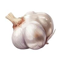 A garlic bulb on a white background vector