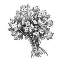 A drawing of a bunch of parsley vector