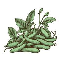 A bunch of green beans with leaves on a white background vector