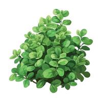 Green plant with leaves on a white background vector