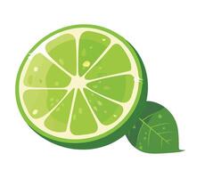 A lime is shown with a slice cut in half vector