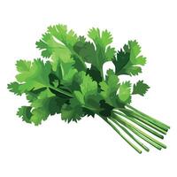 Bunch of fresh green coriander on white background vector