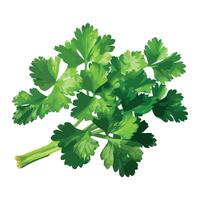 Coriander leaves on white background vector
