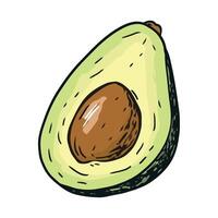 An avocado is shown in a hand drawn style vector