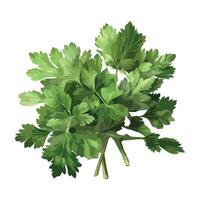 A bunch of parsley on a white background vector
