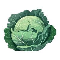 A cabbage is shown on a white background vector