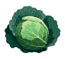 A green cabbage on a white background vector