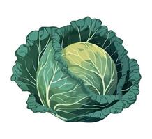 A cabbage is shown on a white background vector