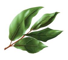 A green leaf with leaves on it vector