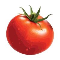 Tomato on white background illustration vector