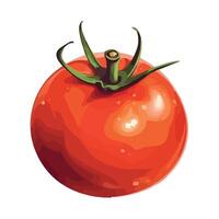 Tomato red illustration on white background vector