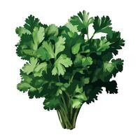 A bunch of parsley on a white background vector