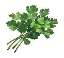 Coriander leaves on a white background vector