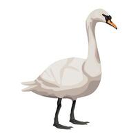 A white swan standing on a white background vector