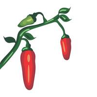 Red chili peppers on a branch illustration vector