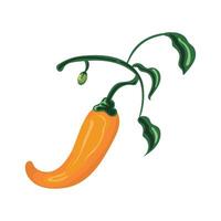 A chili pepper with leaves and a stem vector