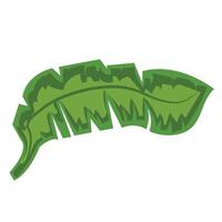 A green leaf on a white background vector