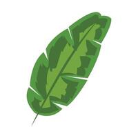 A green leaf on a white background vector