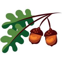 Two acorns and leaves on a branch vector