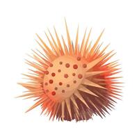 An illustration of a sea urchin vector