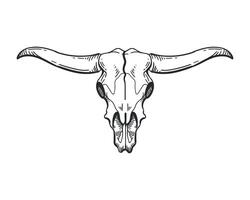 A drawing of a bull skull with long horns vector