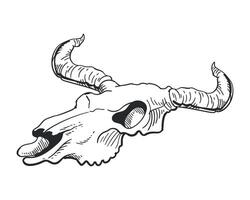 A bull skull with horns and long horns vector