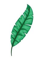A green leaf on a white background vector