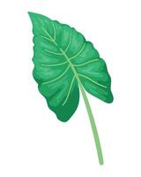 un verde hoja en un blanco antecedentes vector