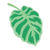 A green leaf on a white background vector
