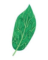 A green leaf with a white background vector