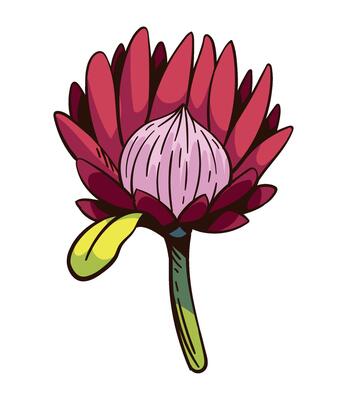 A red flower with a green stem on a white background