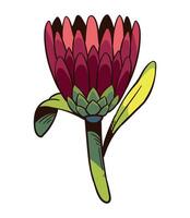 A flower with a green stem and red petals vector