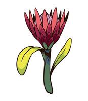 A red protea flower with green leaves vector