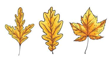 Set of autumn leaves. Oak and maple leaf. Line drawing with yellow and orange color vector