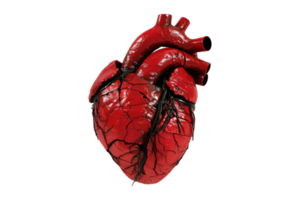 Red heart model isolated on transparent background. png