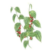 Peppercorn plants. Bunch of berries and green leaves. Black pepper at different stages of ripening. Multicolored peppercorns. Bouquet of spice foliage. Watercolor illustration for book, menu vector