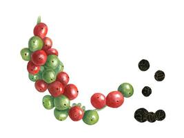 Bunch of allspice berries. Red, green and dried black peppers. Berry at different stages of ripening. Fresh and spice. Watercolor illustration. Elements for decor, cooking recipe, book or menu vector