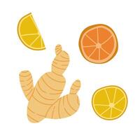 Ginger root with lemon. Sliced ginger orange and lemon. Healing plants spice for food and drink design for autumn and winter cool days. vector
