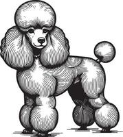 hand drawn line art illustration of Toy Poodle in side view vector