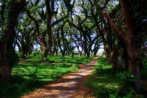 Walking trail in tropical with forest giant trees and huge trunks and branches at De Djawatan Benculuk Banyuwangi. photo