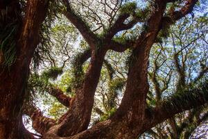 Giant trees and huge trunks and branches at De Djawatan forest photo