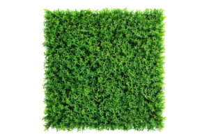 Green carpet grass isolated on transparent background. png