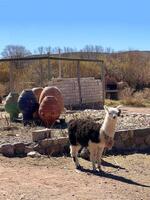 Llama on a farm in the Andes mountains, Jujuy, Argentina photo