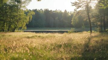 picnic site in park photo