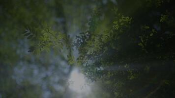 The serene beauty and harmony of nature are enhanced by sunlight filtering through the green forest video