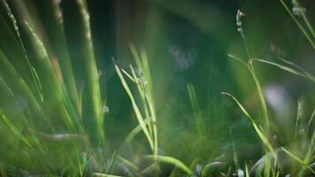 The morning light illuminates the grass, creating a beautiful scene in the meadow video
