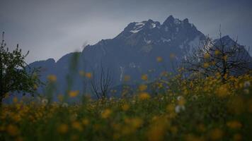 Enjoy the Majestic Mountain View with Wildflowers in Bloom during the peaceful Dawn video